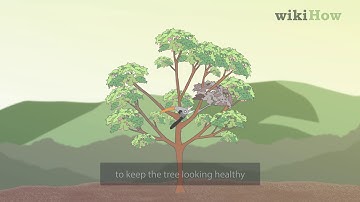 How to Prune Plum Trees