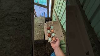 Did The Chickens Fill Up Their Whole Carton?