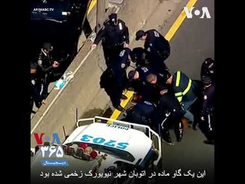 کمک ماموران پلیس نیویورک به گاو زخمی در اتوبان