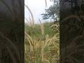 Vellanikkal | New Tourism project site under Kerala government| Mini Ponmudi of Thiruvananthapuram