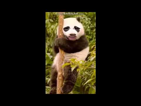 emin abi nekadar kaldı iftara panda sorarsa kısa ama komik videolar