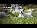 Episode 5: Mystical Irish Mornings with Michelle