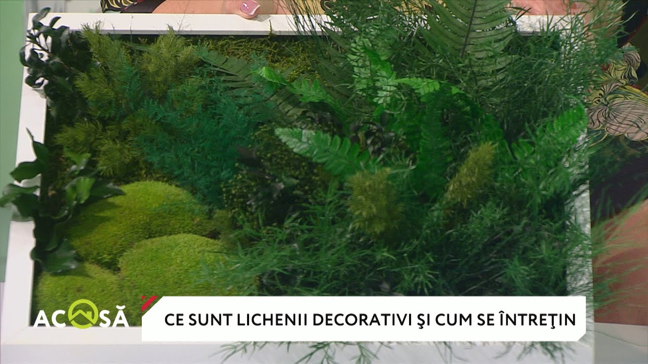 Lichenii decorativi. Cât costă, cum se întreţin şi ce durată de viaţă au