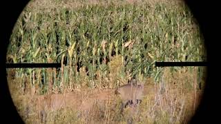 Impact Shot On Warthog