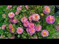 Beautiful Relaxing Music 2026 🌿 Stop Overthinking, Reduce Stress &amp; Relax Deeply