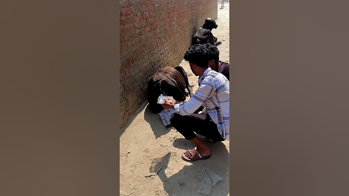 बेजुबान जानवर बोल तो नहीं सकते मैं भूखा हूं इंसानियत के लिए इंसानों को समझना चाहिए #insaniyat