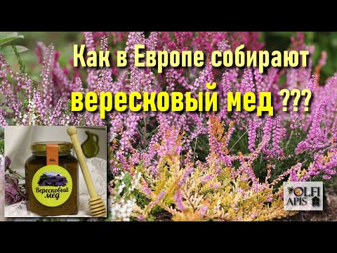 Как в Европе собирают вересковый мед ???