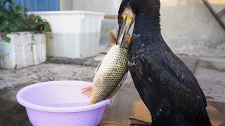 Watch This Crazy Bird Swallow A Fish Bigger Than Its Head