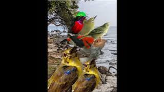 Suara pikat BURCIL anti zong