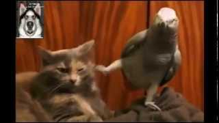 Смешные приколы .Попугай придрался к коту. Смешные приколы .Попугай придрался к коту.