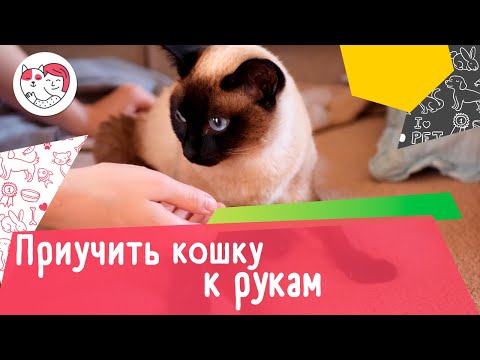 Видео: Как приручить кошку