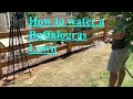 How to Water Your Buffalograss Lawn After Seeding or Using Plugs