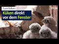 Seit drei Jahren brüten bei ihnen Turmfalken vor dem Dachbodenfenster | Abendschau | BR24