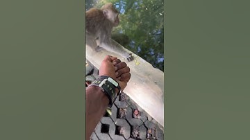 man showing middle finger and monkey gets angry #memes #monkey