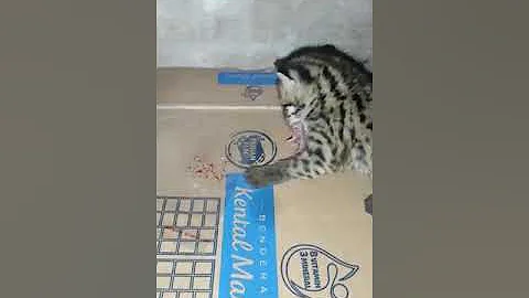 Watch the video about Kitten asian leopard cat eat baby mouse