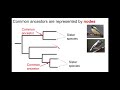 Understanding Phylogenetic Trees