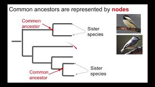 Understanding Phylogenetic Trees