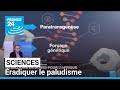 Comment radiquer le paludisme et les autres maladies vectorielles  france 24