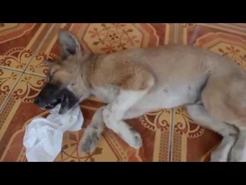 Video: Tại Sao Một Con Chó Bị Co Giật?