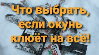 Что выбрать, если окунь клюёт на всё!