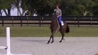 Meghan O'Donoghue & Pirate USEF Developing Clinic Gridwork