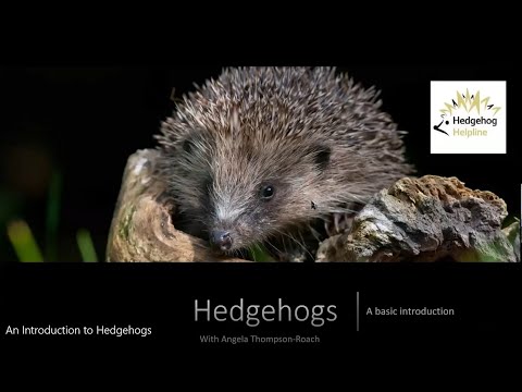 An Introduction to Hedgehogs