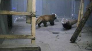 メロメロになるレッサーパンダの赤ちゃん
