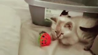 Cat Kitten Cute Baby Cat Playing Time Funny Videos #CatsKittens 50 by Cats Kittens 169 views 4 years ago 6 minutes, 37 seconds