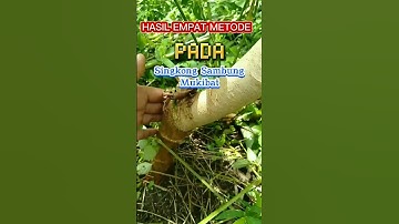 HASIL EMPAT METODE pada Singkong Sambung Mukibat. #shorts   #petanisingkong #cassava #cassavaleaves