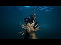 Diving For GIANT Crayfish | Family Feast Catch and Cook! - Ep 34 - Diving For GIANT Crayfish | Family Feast Catch and Cook! - Ep 34