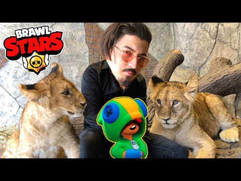 LEON ÇIKANA KADAR ASLAN KAFESİNDE KALDIM! Brawl Stars