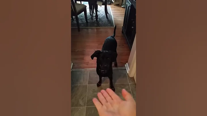 Training Maizey