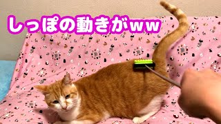 【きもちぇぇ】マッサージしたらしっぽがクネクネした猫