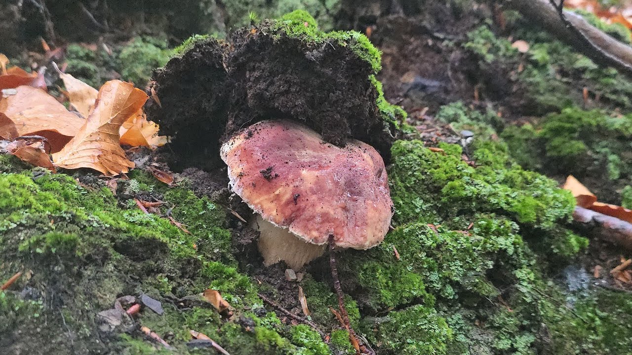 FUNGHI PORCINI 2024 | Funghi magici a novembre! WOWW