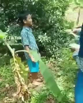 Viral anak sekolah lagi anu!!! Di kebun jadi pengen