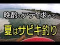 2018年夏の定番サビキ釣りSummer fishing for Sardine