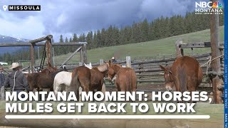MONTANA MOMENT: Forest Service mules and horses get back to work after winer vacation