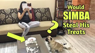 Will my PUPPY steal his treats from the plate  | Simba's Pug Life