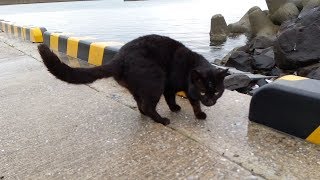港の黒猫ちゃん、雨の中でもパトロール