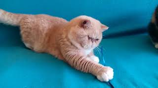 Exotic shorthair cream white cat by Gerdiacats Cattery 279 views 5 years ago 38 seconds