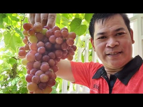 Video: Kailan huminog ang mga strawberry sa iba't ibang rehiyon?