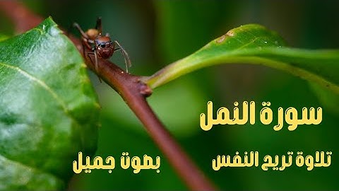 سورة النمل .تلاوة هادئة تريح النفس وبصوت جميل جداااا#سورة #قرآن #سورة_ النمل#surah#quran