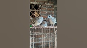 Perkutut Lokal aviary alam