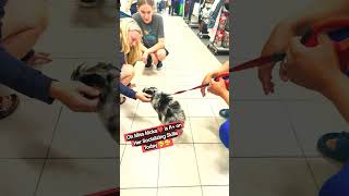 Oh Miss Moka Is A+ Today #puppy #pets #dog #training #cute #love #shorts #viral #fun #sweet #short