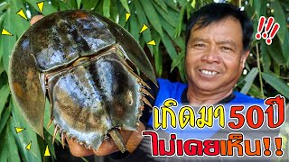 Eating Delicious In Jungle - Cooking Easy spicy horseshoe crab egg salad