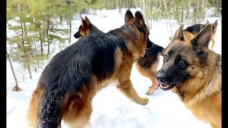 10 German Shepherds (What it&#39;s like)