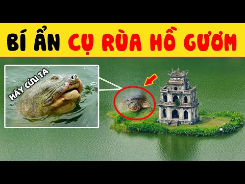 Video: Làm thế nào để thu hoạch ô liu