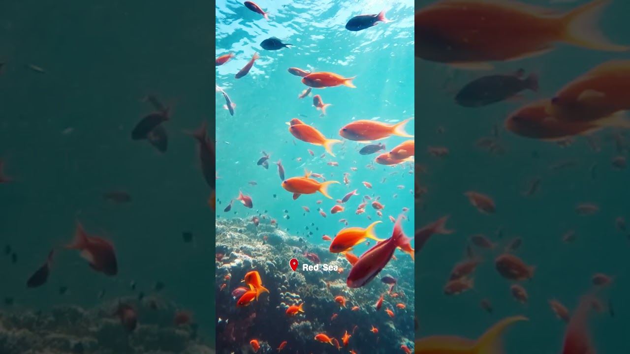 Red Sea – Dive into one of the world’s most spectacular underwater worlds 🌊🦀🐠🤿