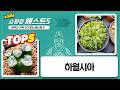 희귀 하월시아 품종 득템! 초보도 키우기 쉬운 다육 식물 추천