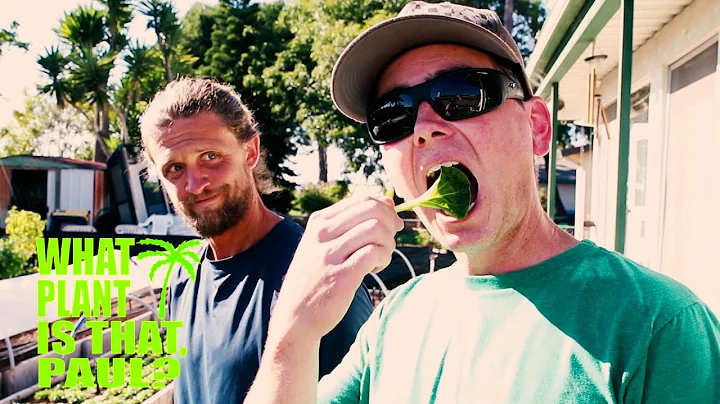 AWESOME BACKYARD FARMING with Greg Reese ( Seeding...
